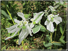 foto Fiori